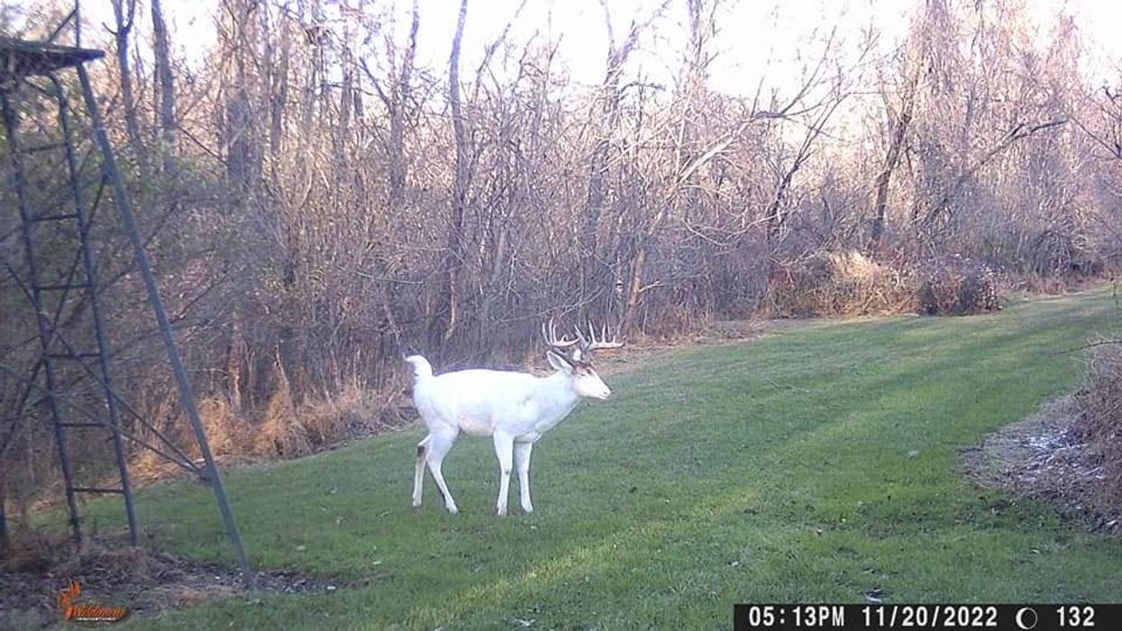 White Albino Deer