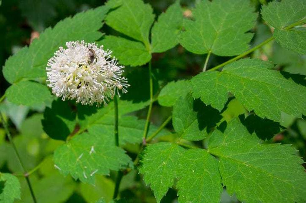 White Baneberry