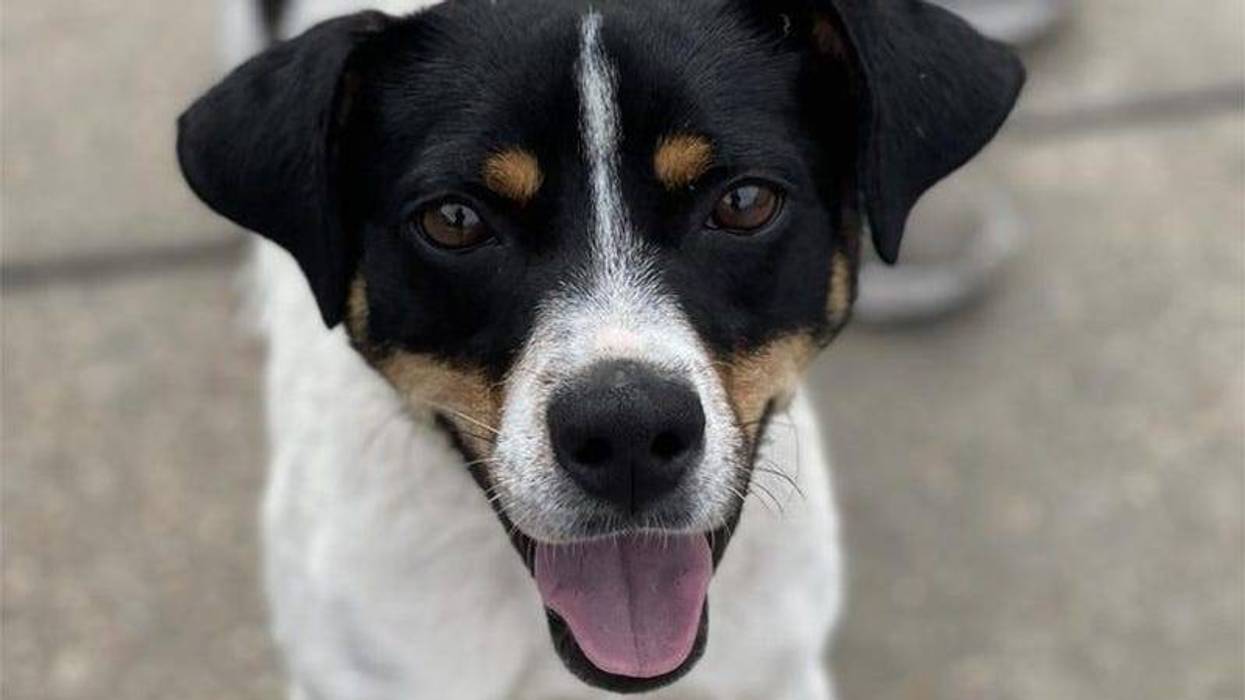 white, brown and black Jack Russell terrier happy dog