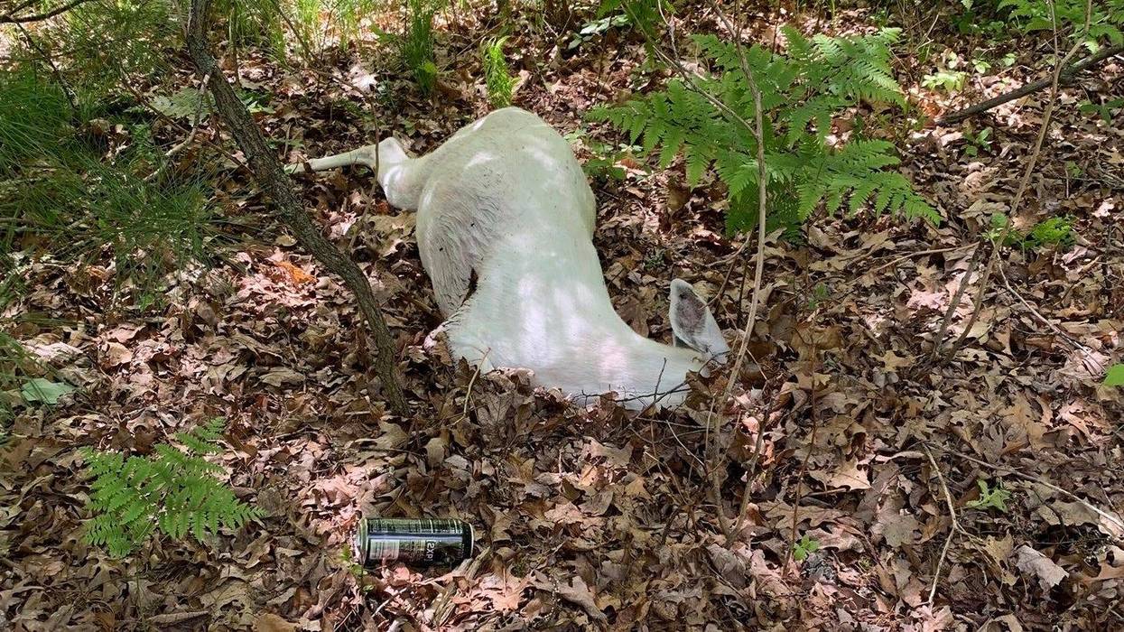 White deer killed