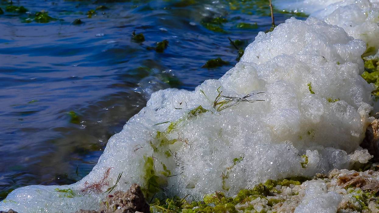 White foam and green algae along the edge of dark blue water.