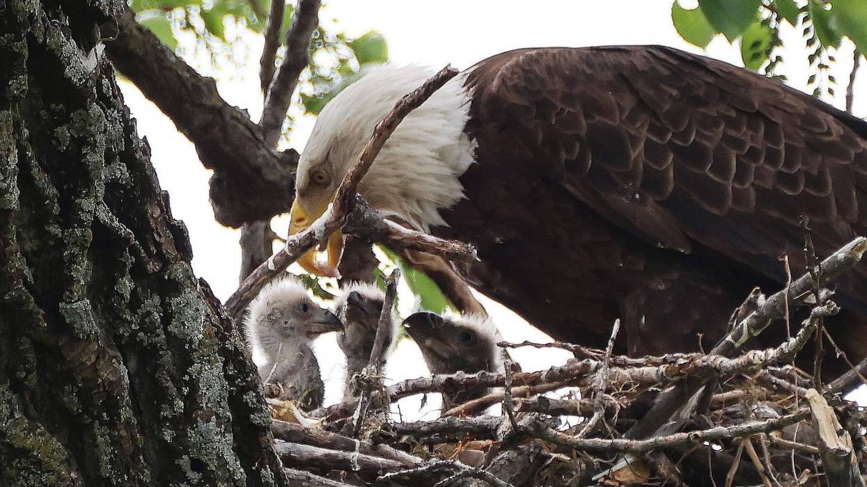White Rock Lake eagles have triplets