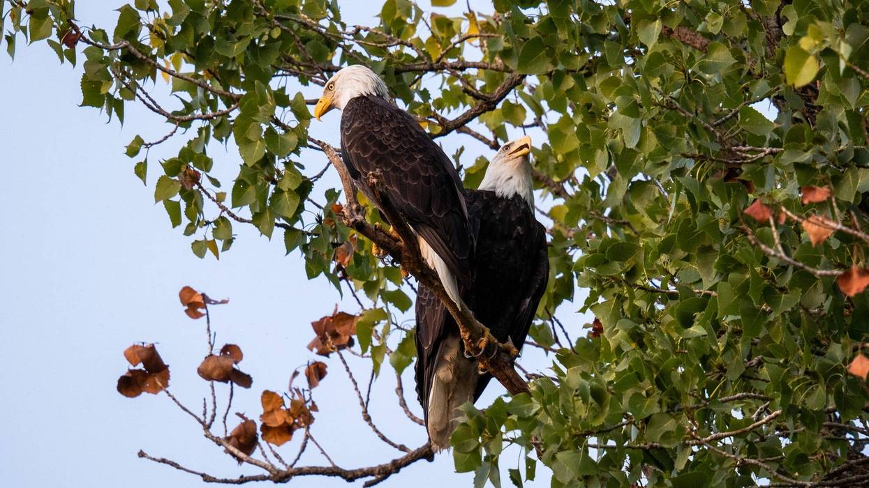 White Rock Lake resident bald eagles Nick and Nora share a perch in the early evening.