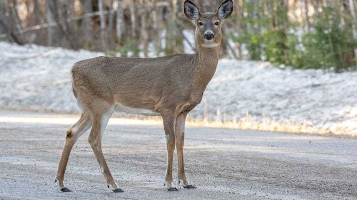 white tail deer