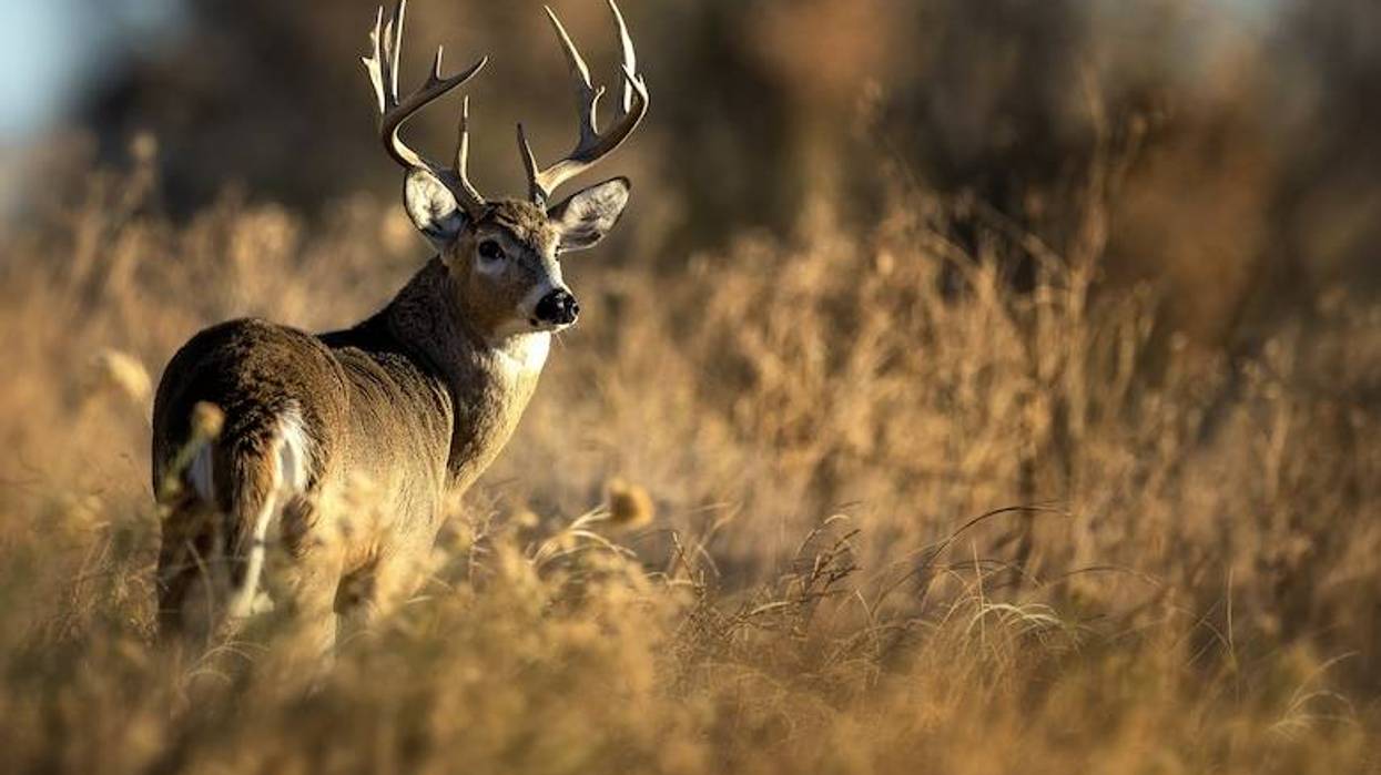 3 million Texans impacted after cybersecurity breach of hunting and fishing licenses