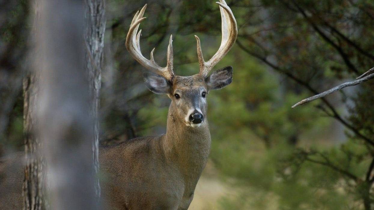 white tailed deer