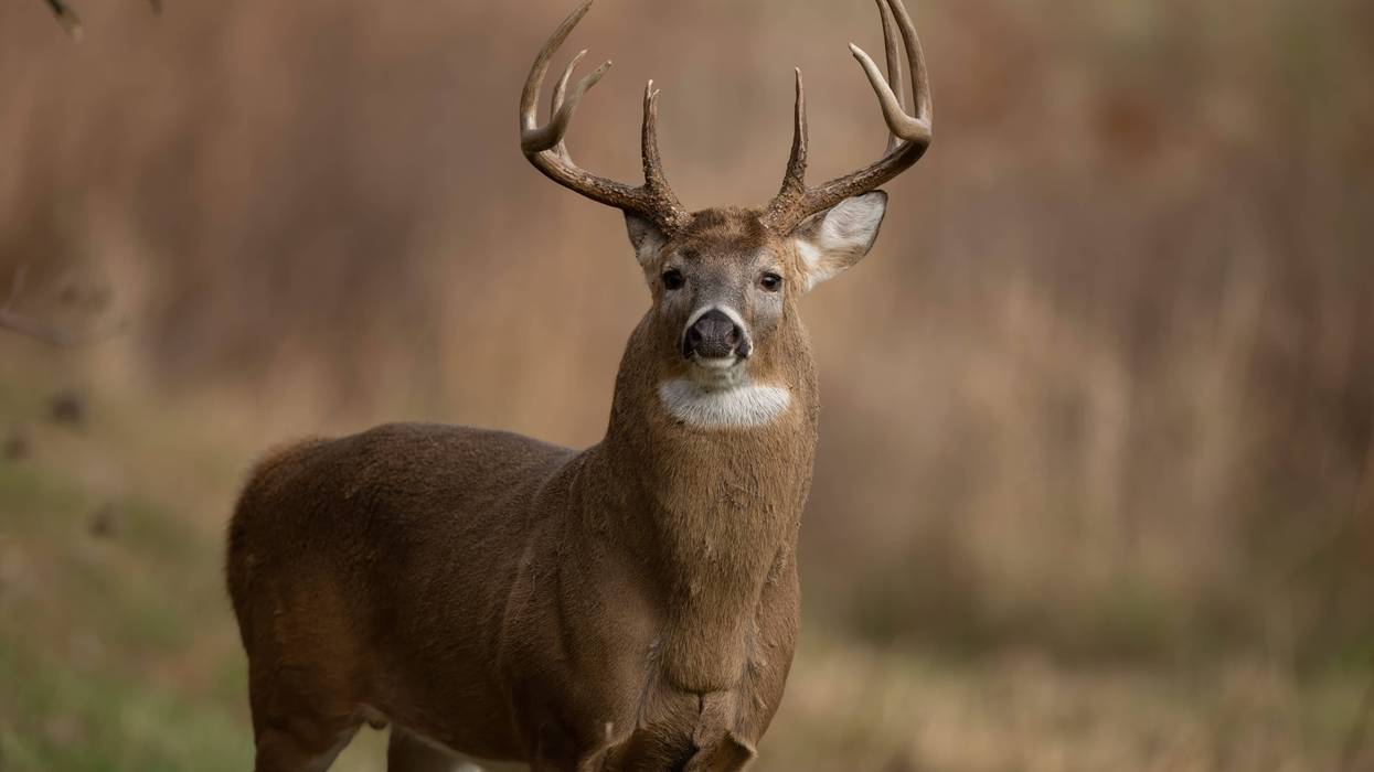 Whitetail buck standing in the open