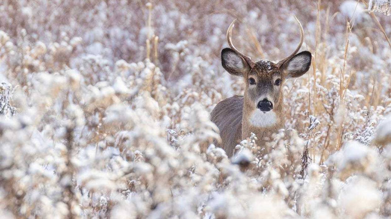 Whitetail Deer, Chronic Wasting Disease, Minnesota