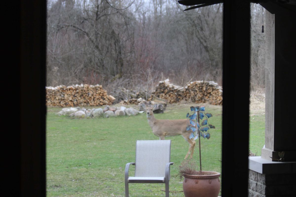 Whitetail Deer, Eden Prairie, Deer Management