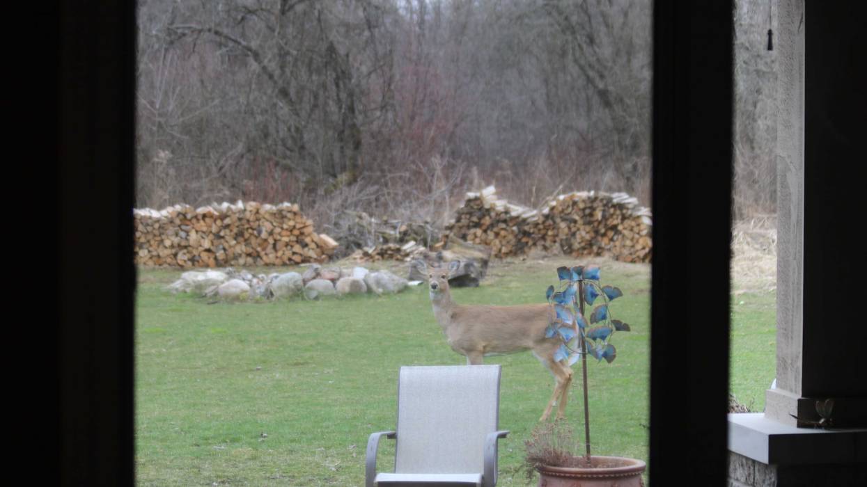 Whitetail Deer, Eden Prairie, Deer Management