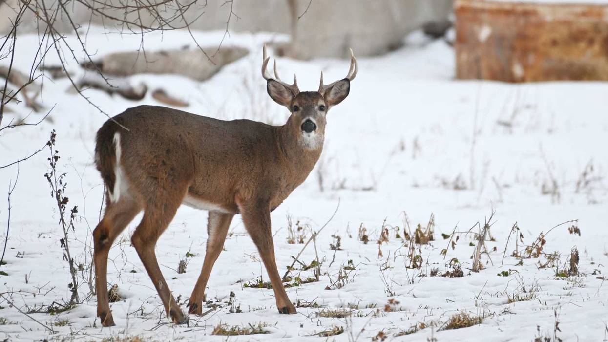 Whitetail Deer, Minnesota, Prior Lake, Rescue, Animal Rescue