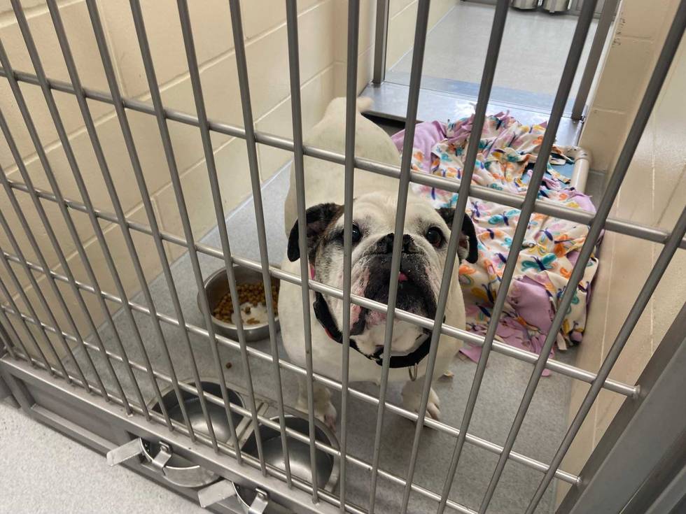 Who could resist that face? Minneapolis Animal Control is hoping you want to make an adoption.