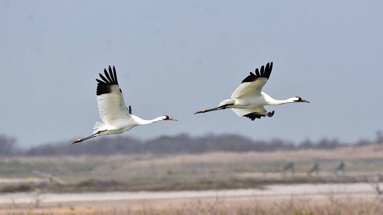 Whooping cranes