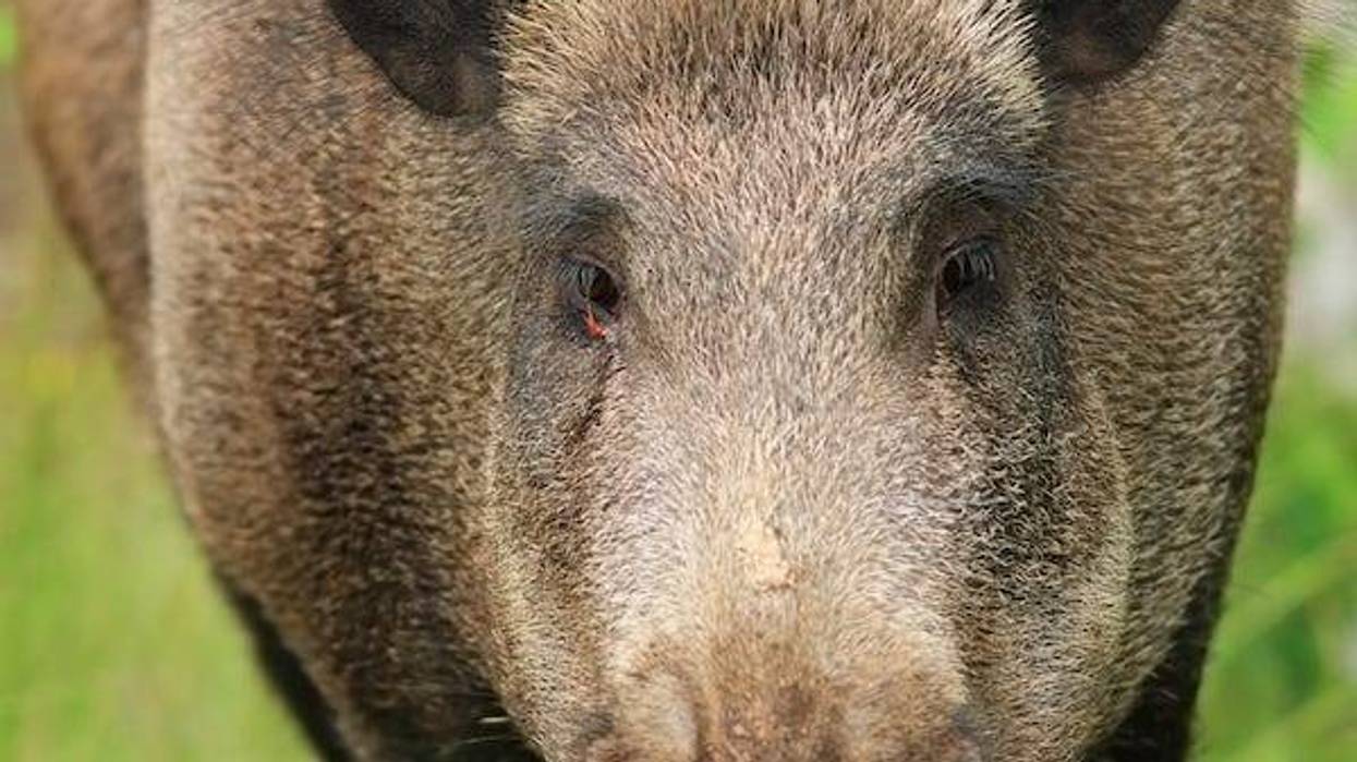 Wild boar looking at the camera