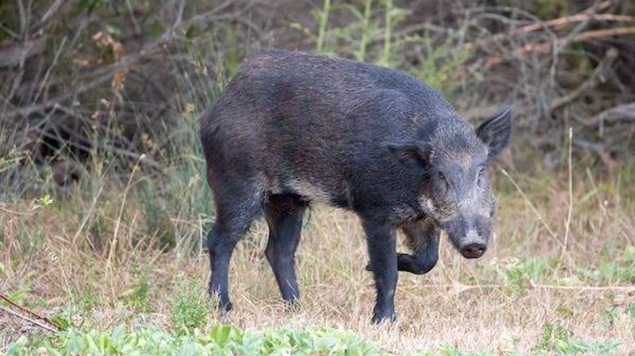 Wild boar, wild hog, feral pig, feral hog, Old World swine, razorback, Eurasian wild boar, Russian wild boar.