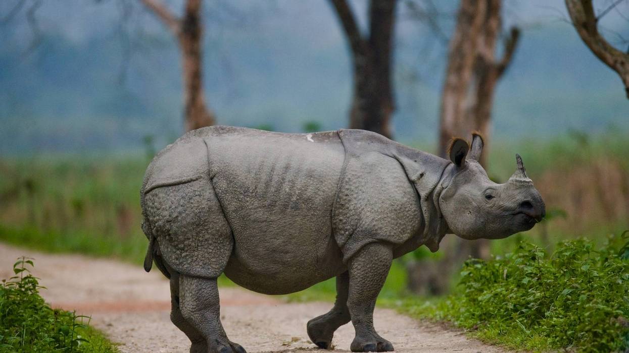 Wild Great one-horned rhinoceros is standing on the road in India