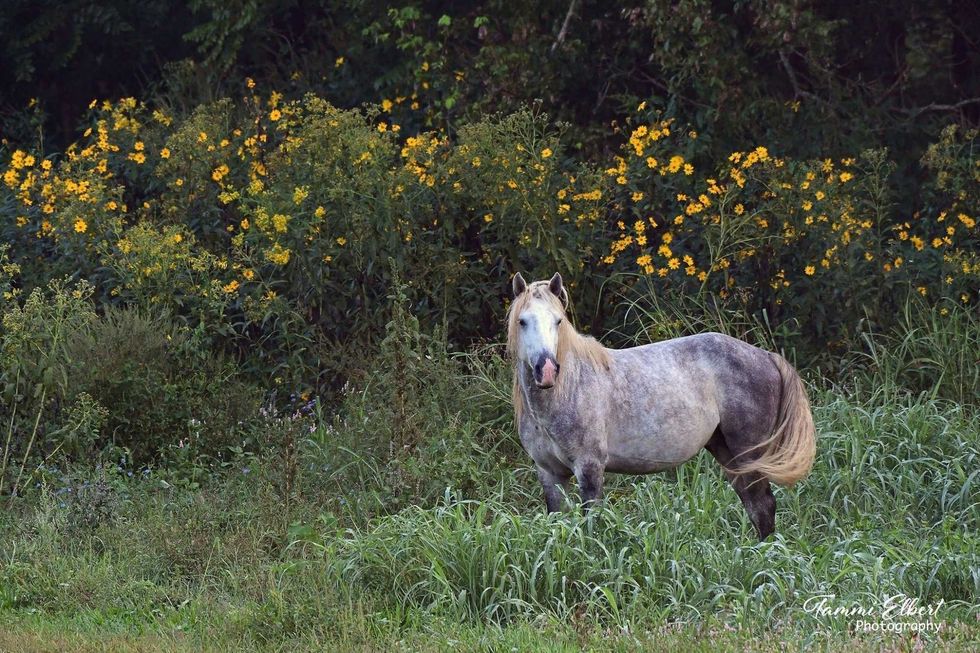 Wild horses in Missouri