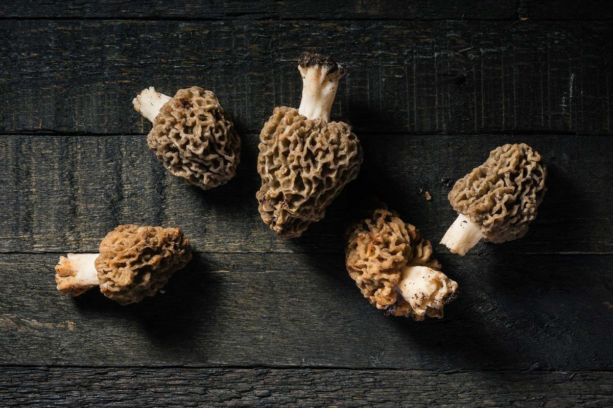 Wild morel mushrooms on a dark wooden background.