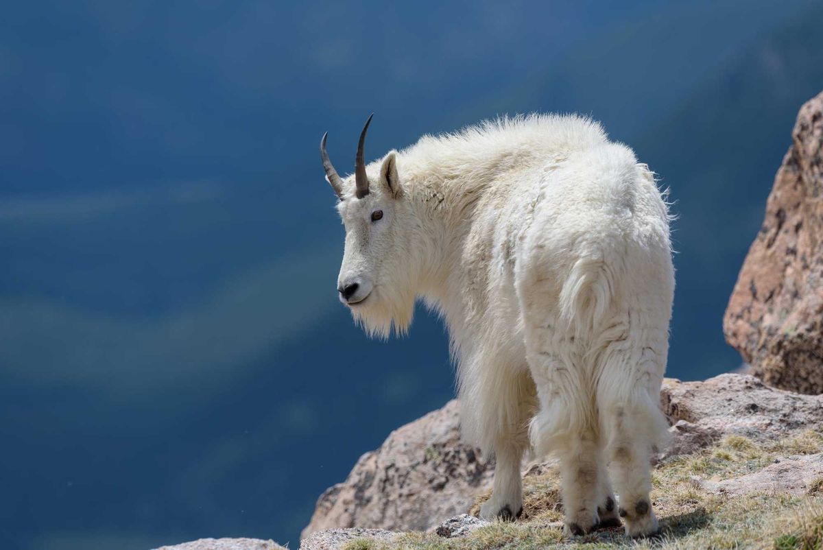 Wild Mountain Goats of the Colorado Rocky Mountains.