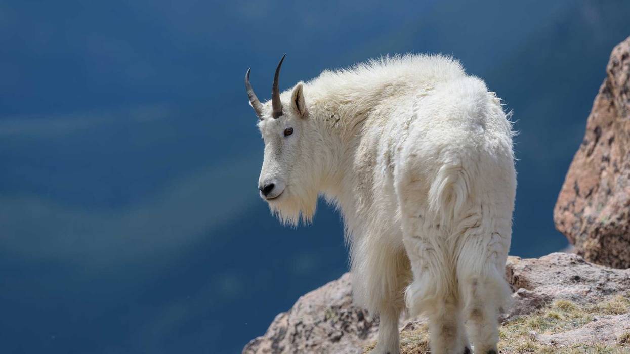 Wild Mountain Goats of the Colorado Rocky Mountains.