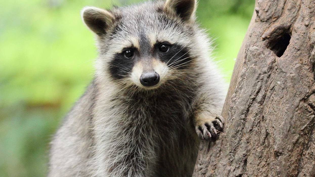 Wild Raccoon.
