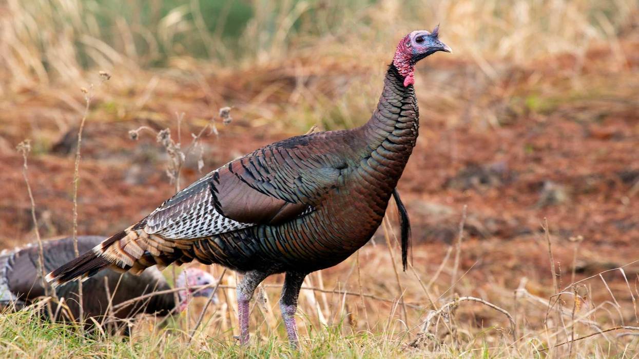 Wild turkey