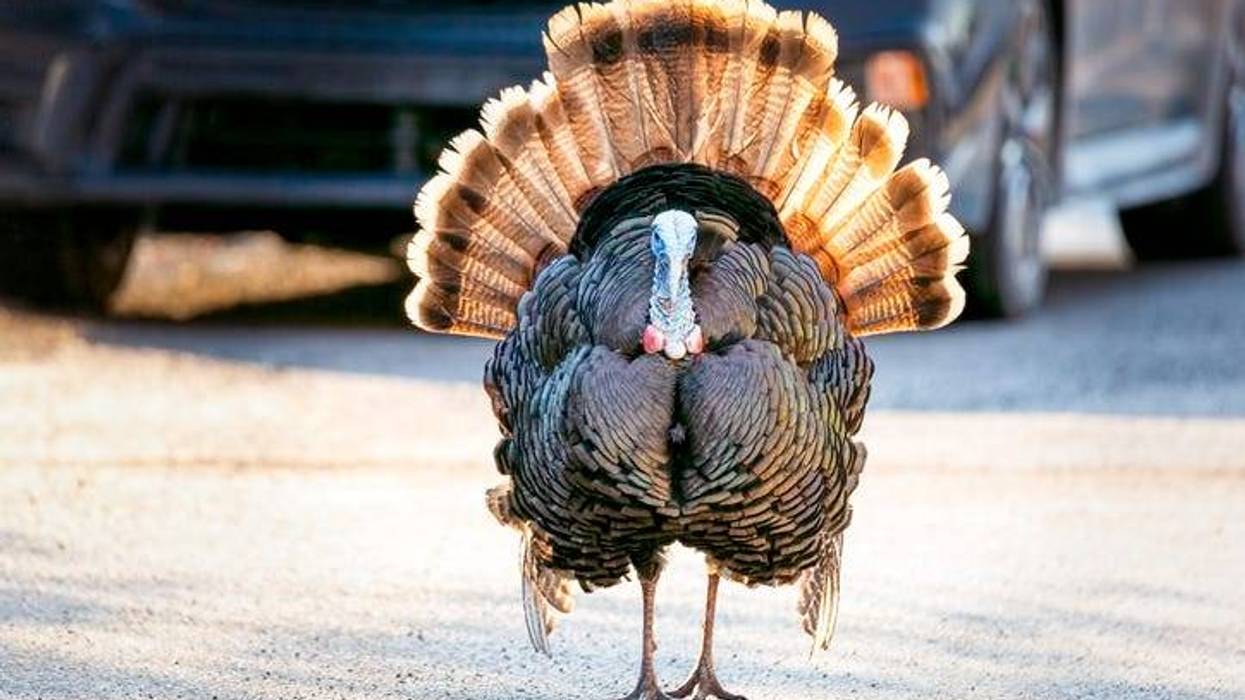 Wild turkeys are taking over Charlevoix