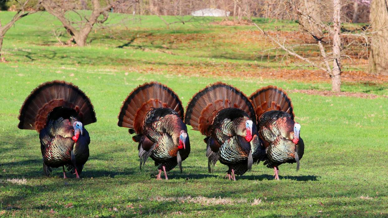 Wild turkeys
