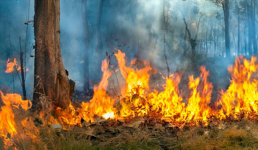 Woman arrested after admitting she started large northern Nevada wildfire