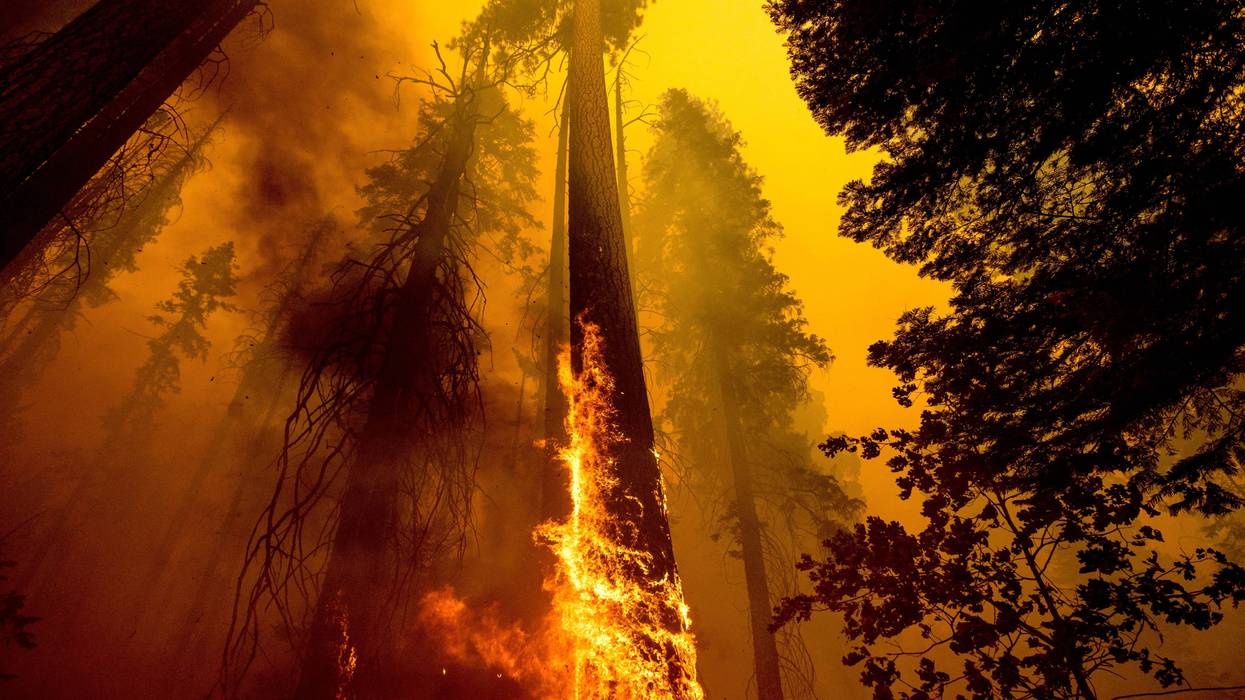 Wildfire