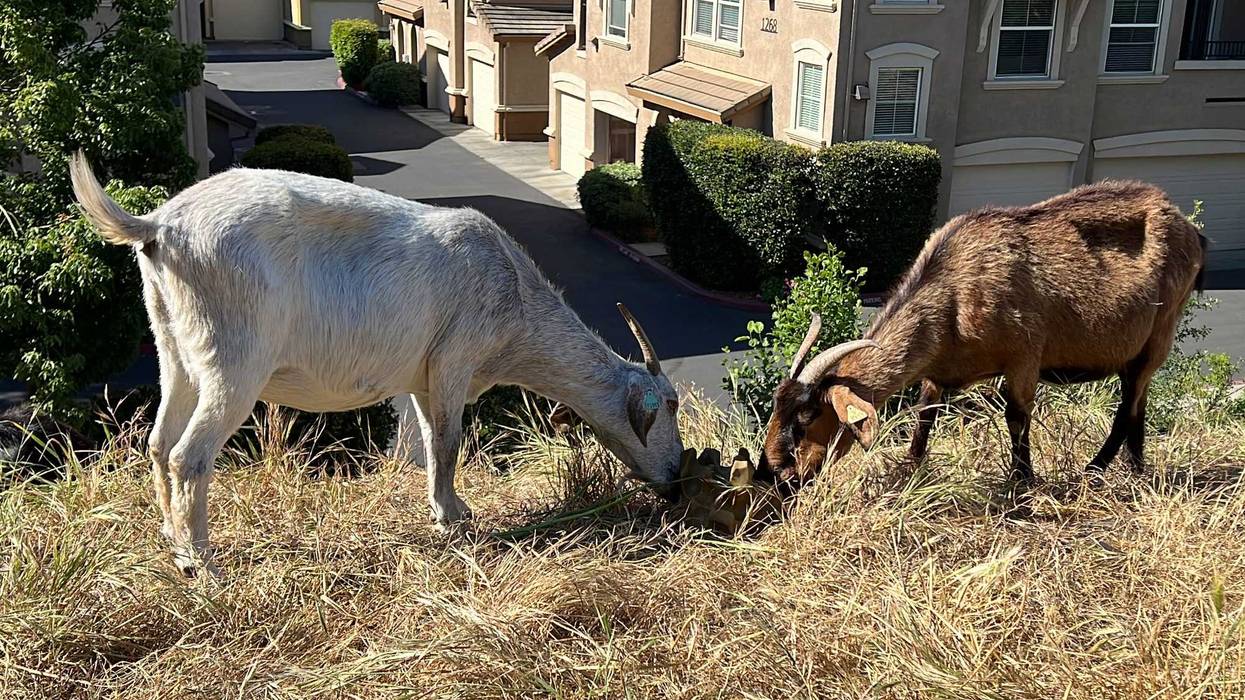 Wildfires Grazing Goats