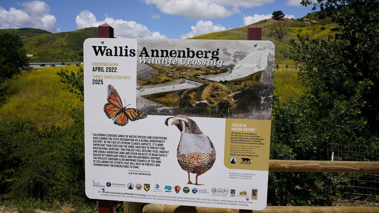 Wildlife Crossing Southern California
