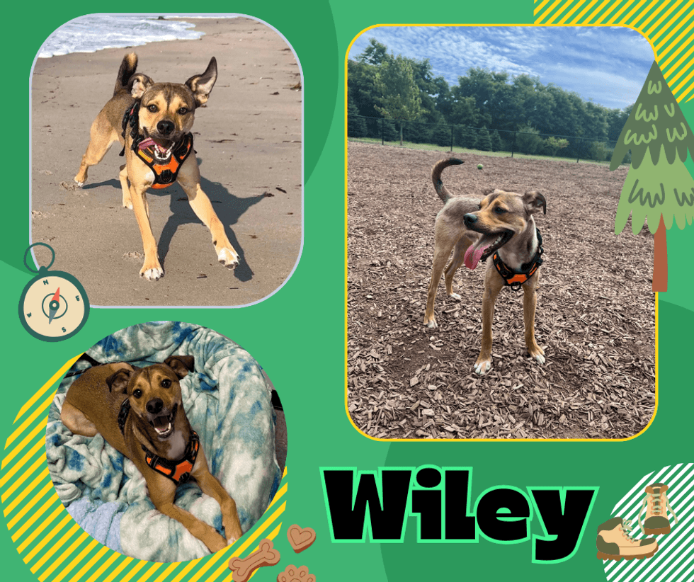 Wiley