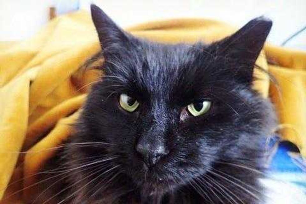 Willis is a 3-year-old Domestic Longhair cat. He weighs 9.28 pounds.