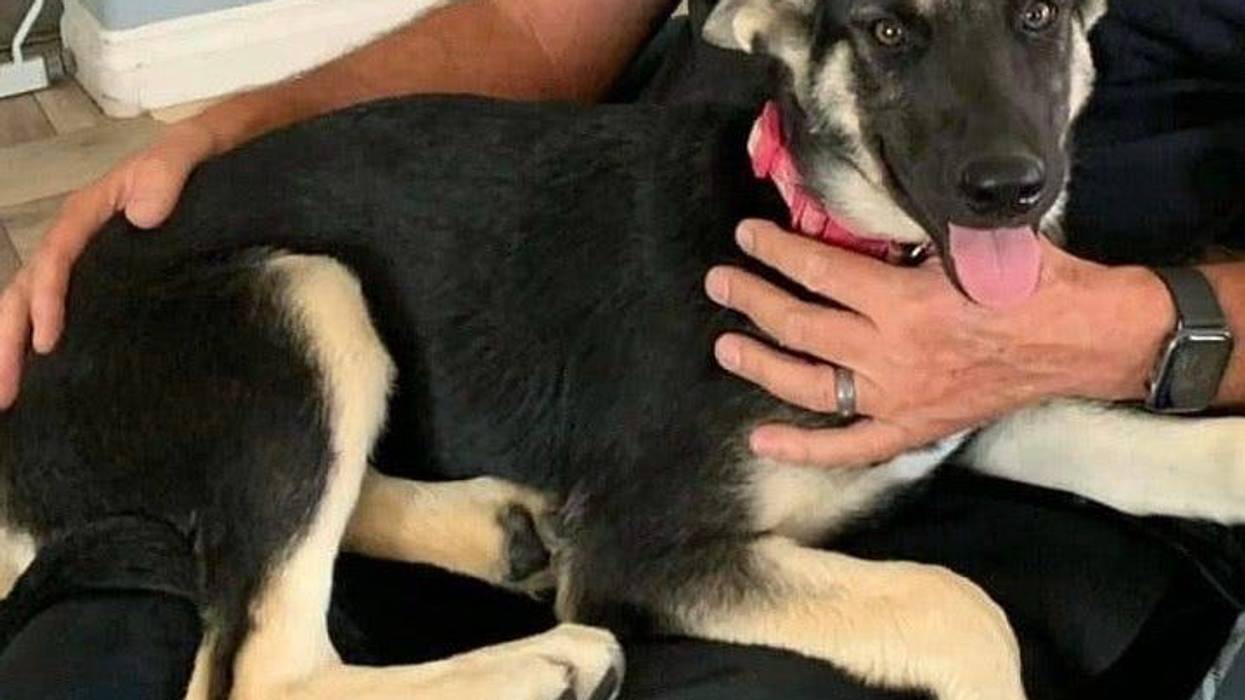 Willow, a sixth month old large mixed breed puppy up for adoption through ARE Animal Rescue