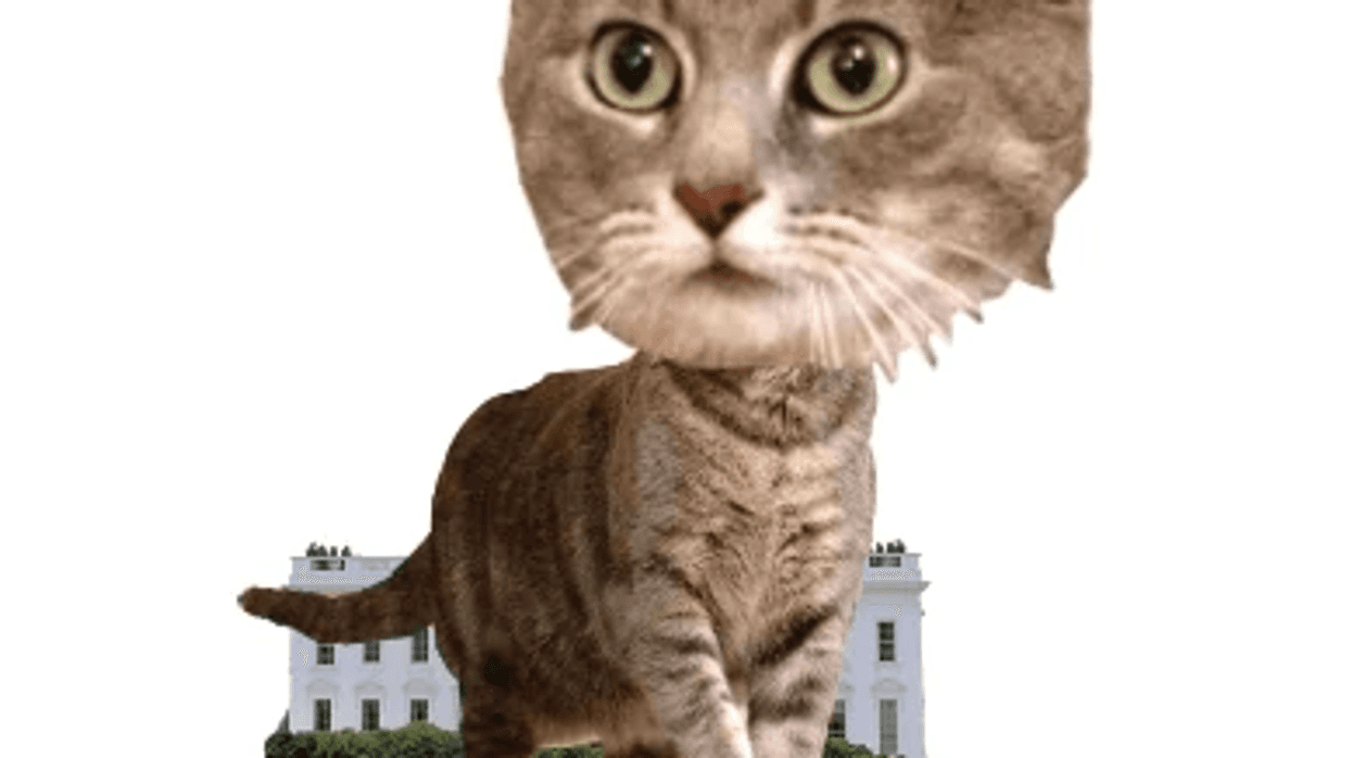 Willow bobblehead mockup