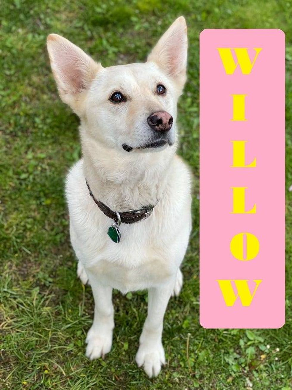Willow is up for adoption