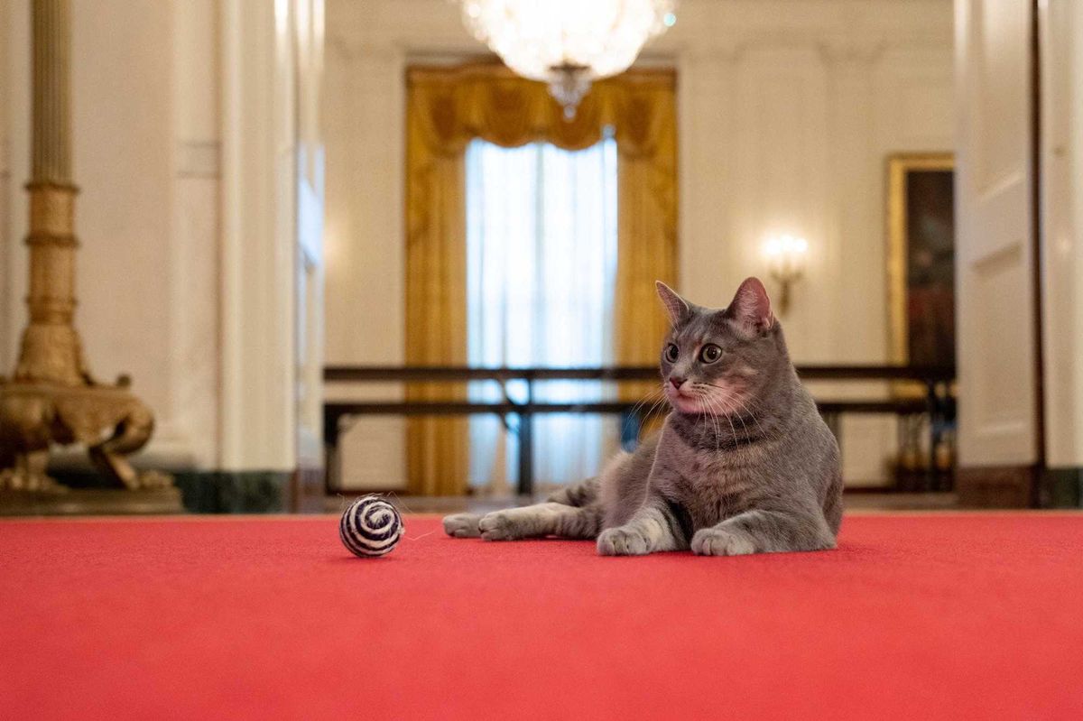 Willow, the Biden's new cat.