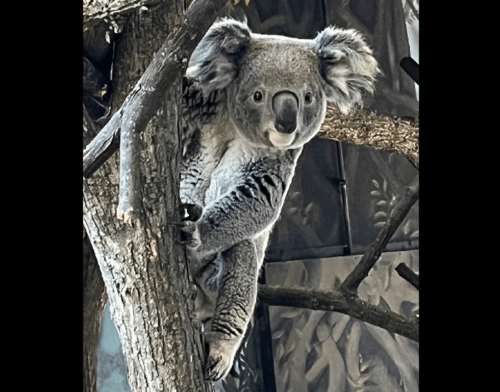 Willum the koala.