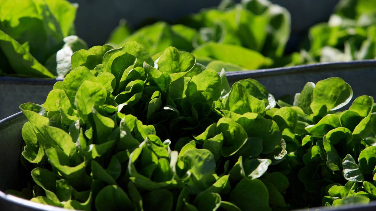 Wilting Lettuce Demand