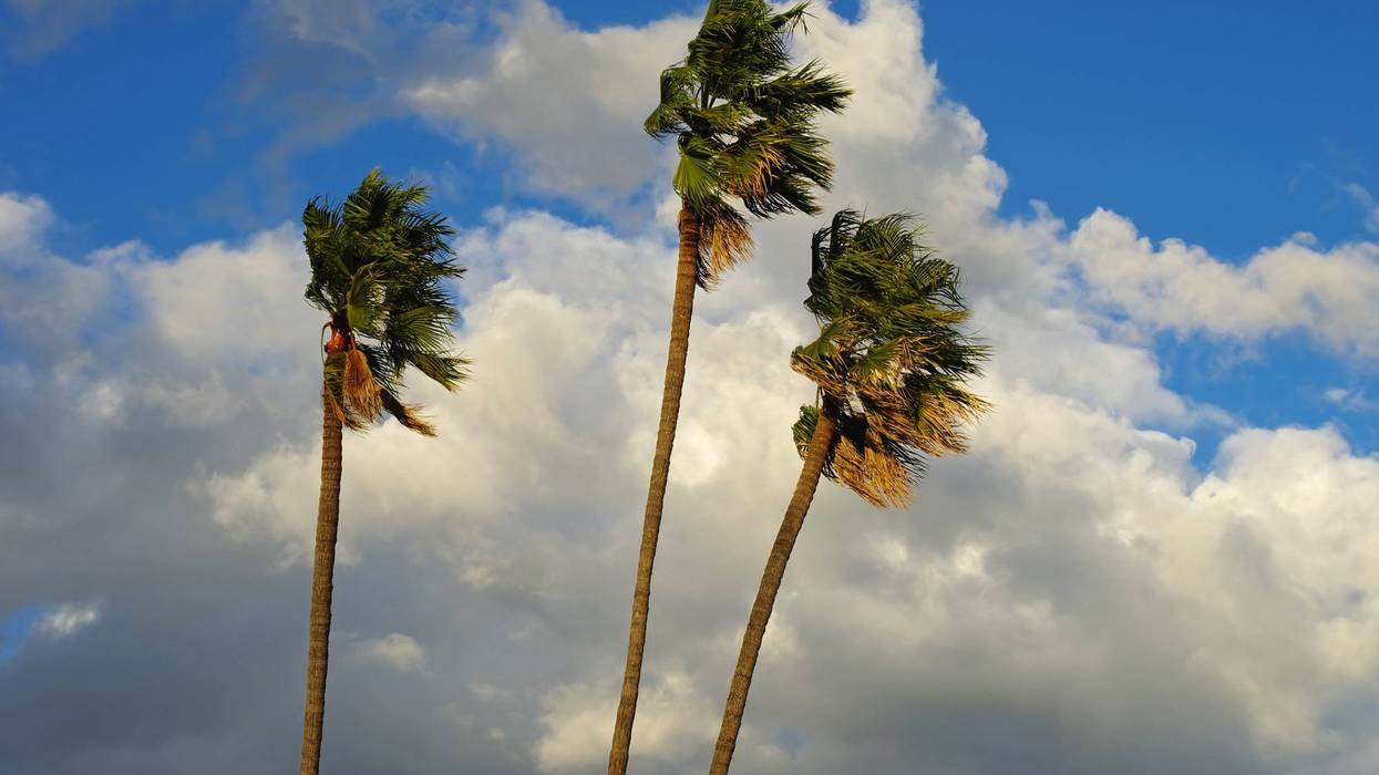 windy palm trees