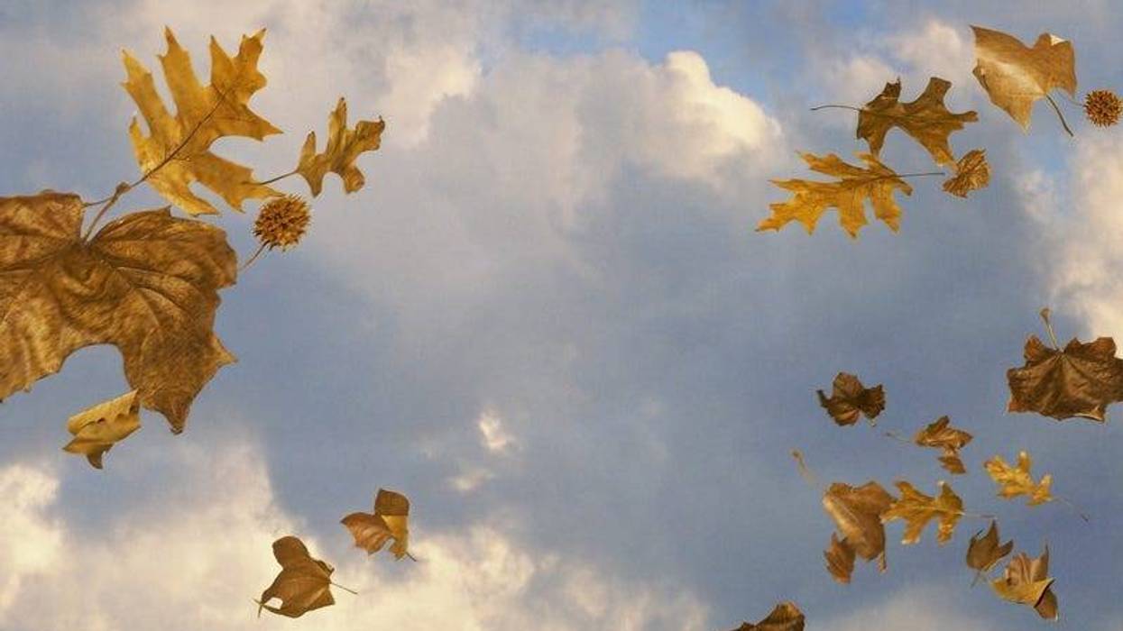 Windy sky with leaves blowing
