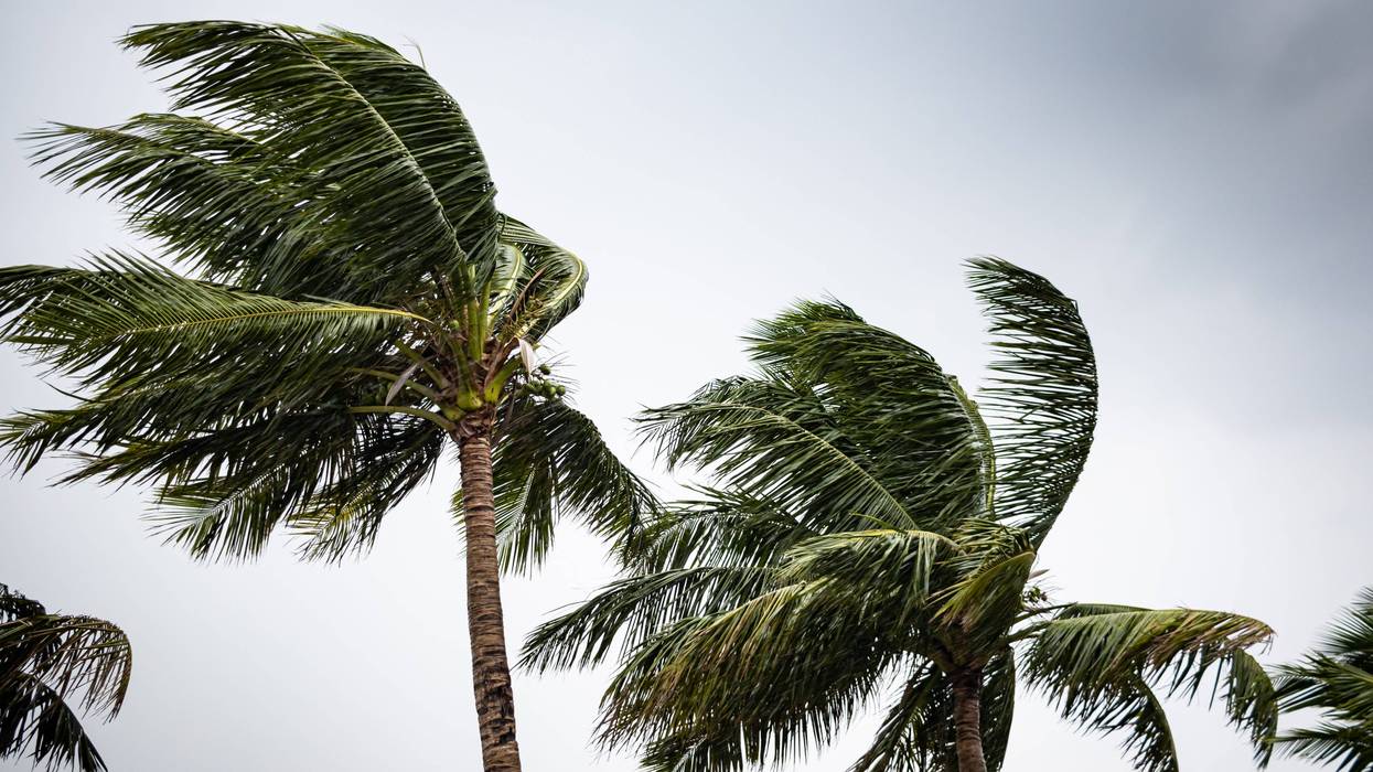windy trees