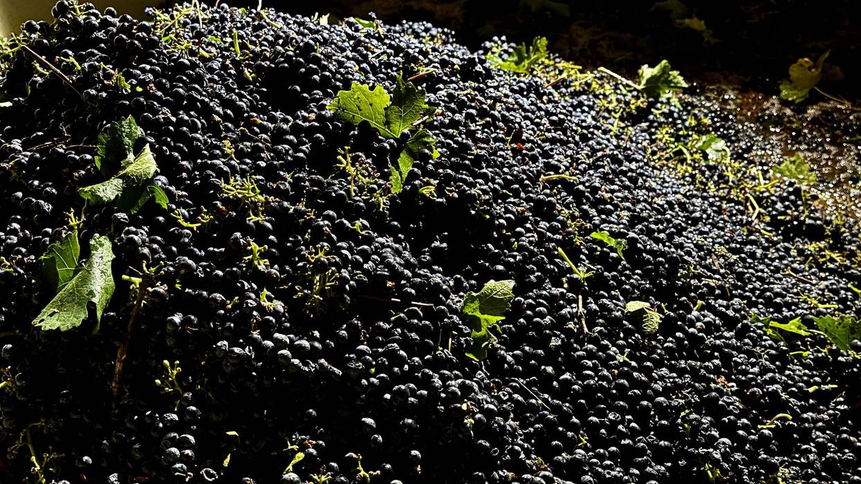 Wine Grape Glut