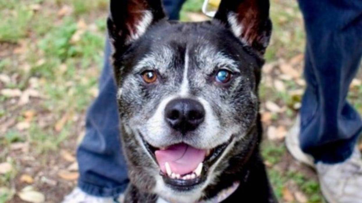 Winslo @ Austin Humane Society 12/27/23