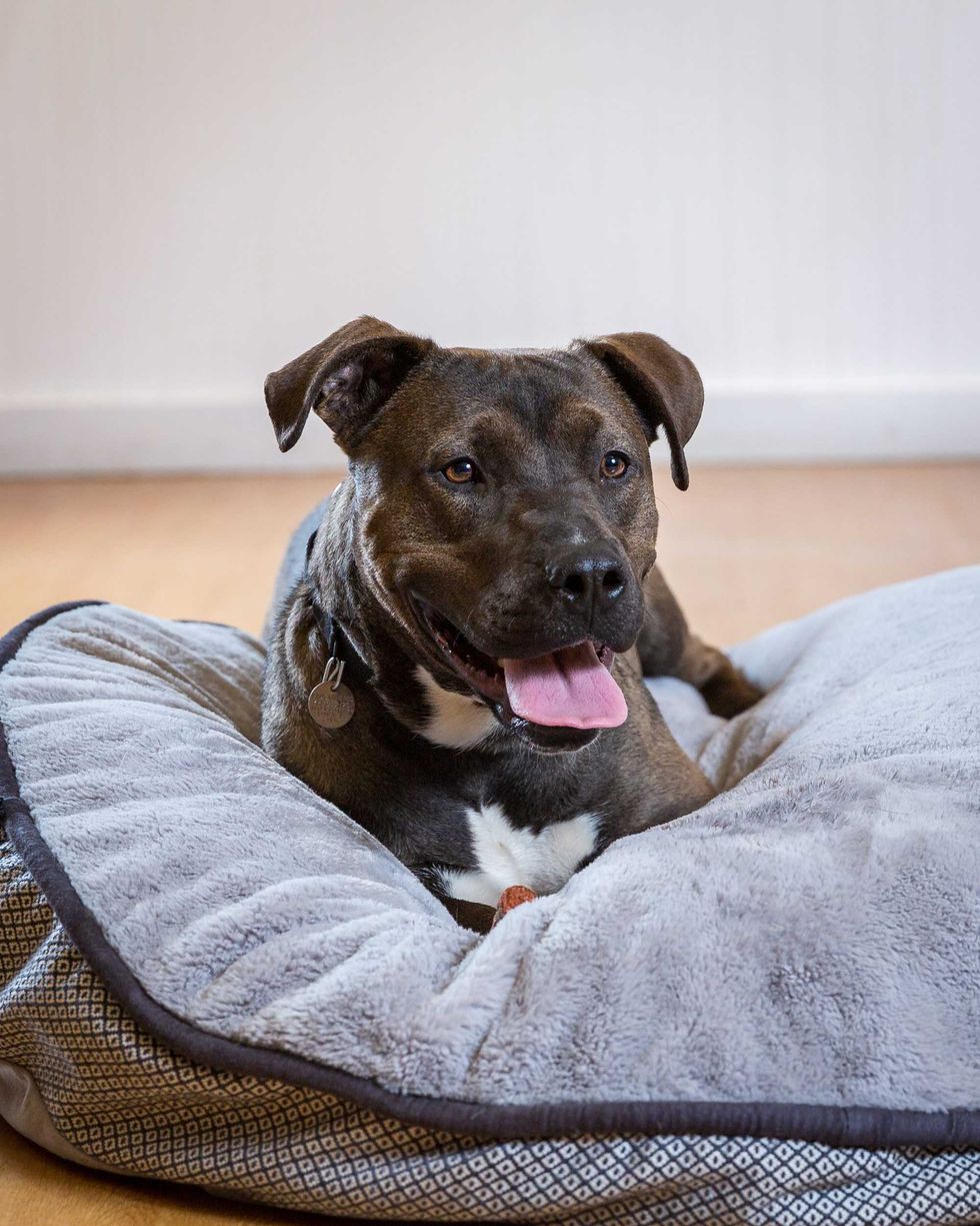 Winston, a one-year-old Labrador Retriever mix who loves long walks, runs, and hikes. He would love a family that is home often and with another canine companion who matches his energy level