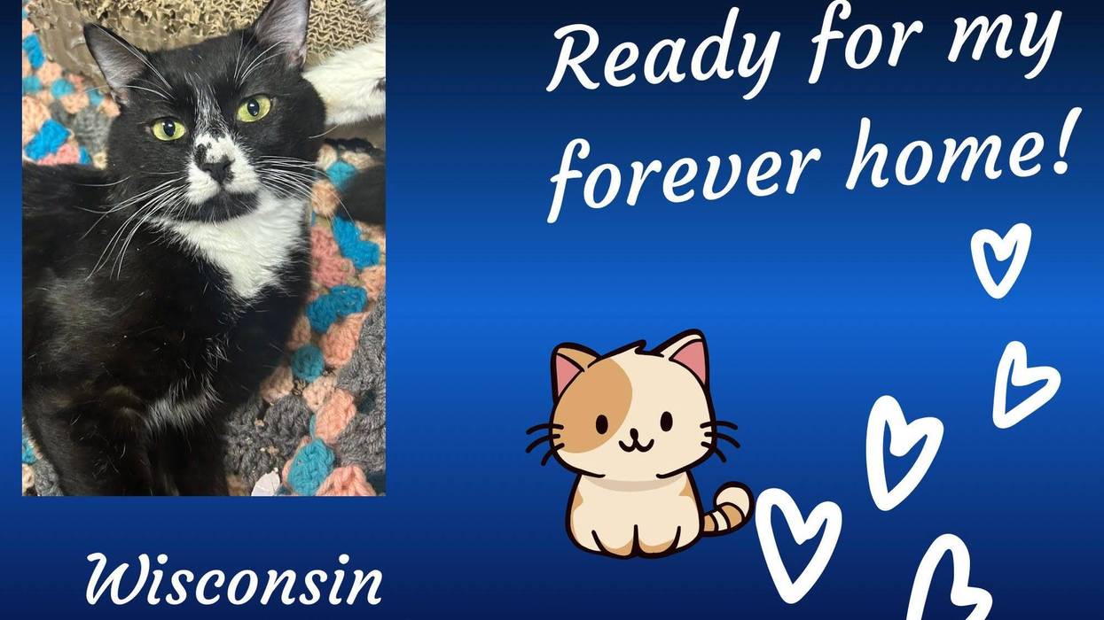 Wisconsin, a two year old black and white cat