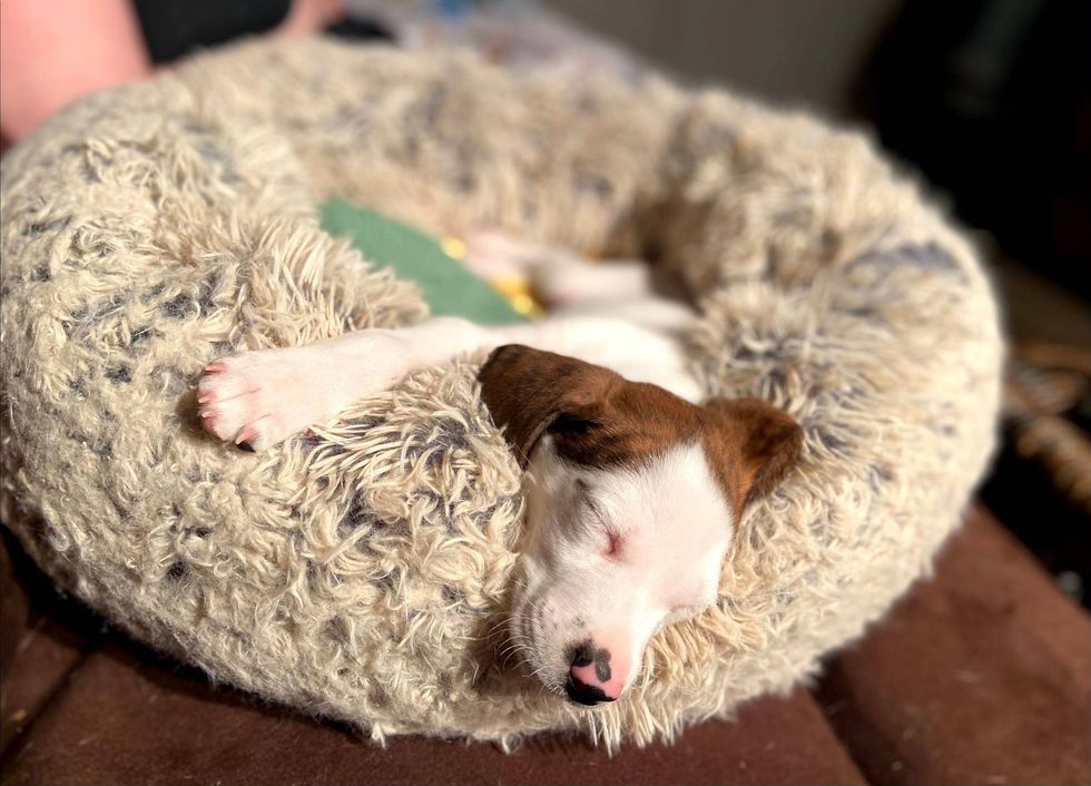 Wobbles from Stray Rescue