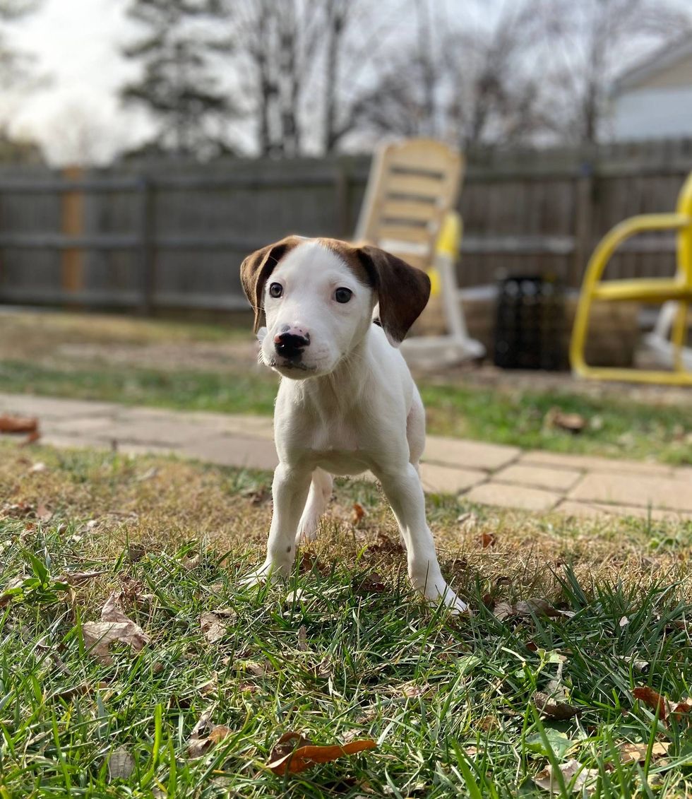Wobbles from Stray Rescue