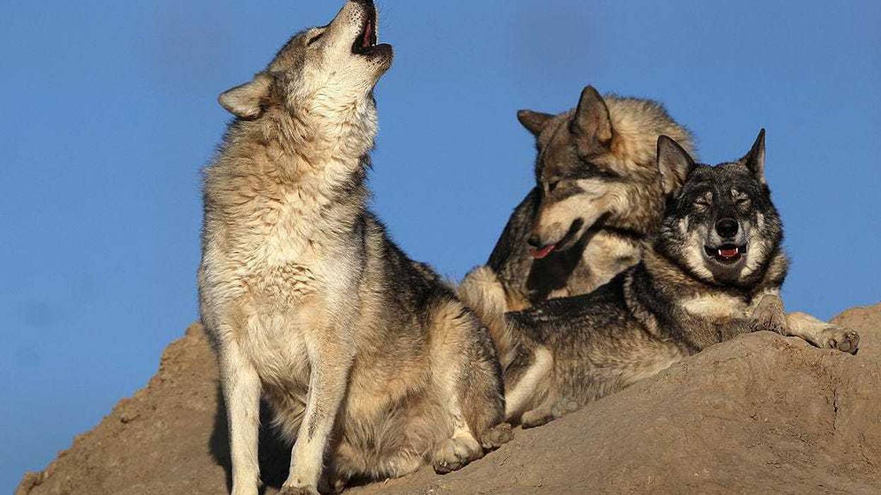 wolf howling, go outside at howl at 8, how to show solidarity for healthcare workers during COVID-19, people cheer on health care workers during coronavirus